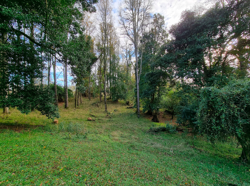 Padreras del Ranco - Bosque