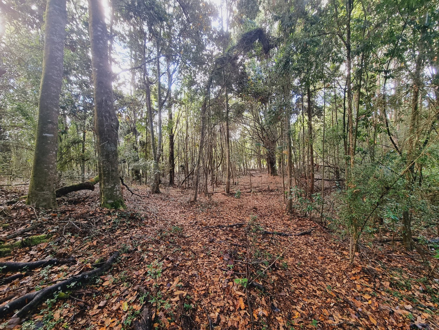 Brisas de Loncotoro - Bosque