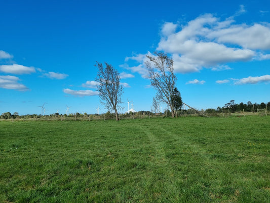 Brisas de Loncotoro - Premium