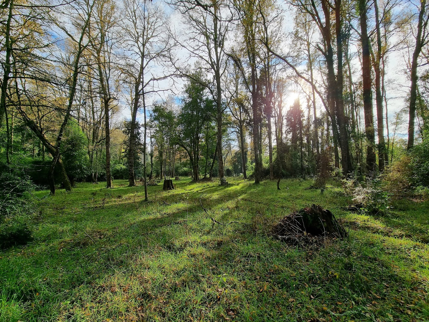 Padreras del Ranco - Bosque