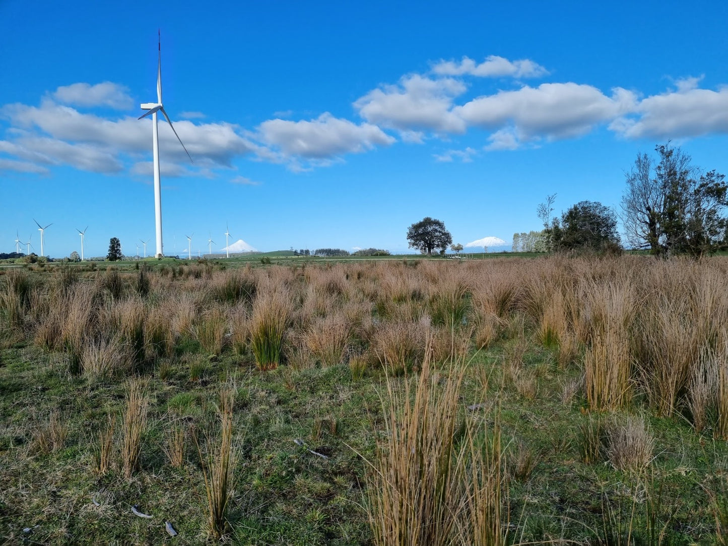 Brisas de Loncotoro - Arboleda